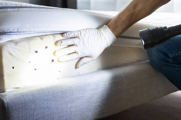 Best Best Pest Control Companies  in Soh Willard, UT