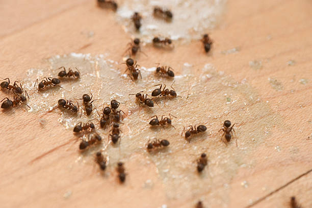 Pest Prevention Services in South Willard, UT